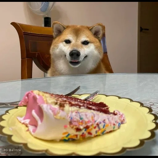doge cake, hachiko hund, siba ist ein hund, doge meme 20:38, hundememe 2021