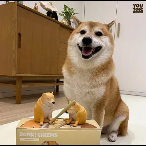 anjing model kuda, anjing, anjing kayu bakar, meme anjing, meme anjing kegoi
