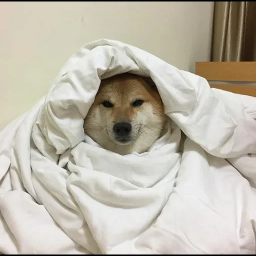cão, siba inu, shiba inu, shiba inu dog, meme de cachorro branco