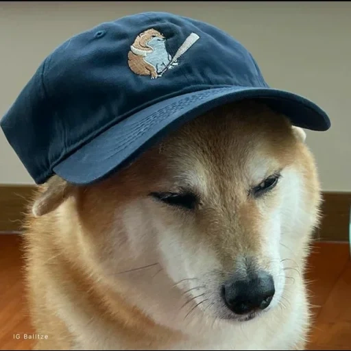 paquete, el paquete, perro ketka, cheems perro en gorra