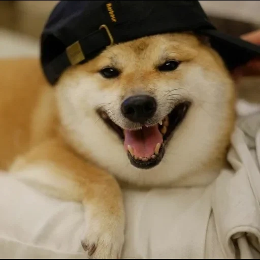 chien, chien akita, camarade doggo, chien akita inu