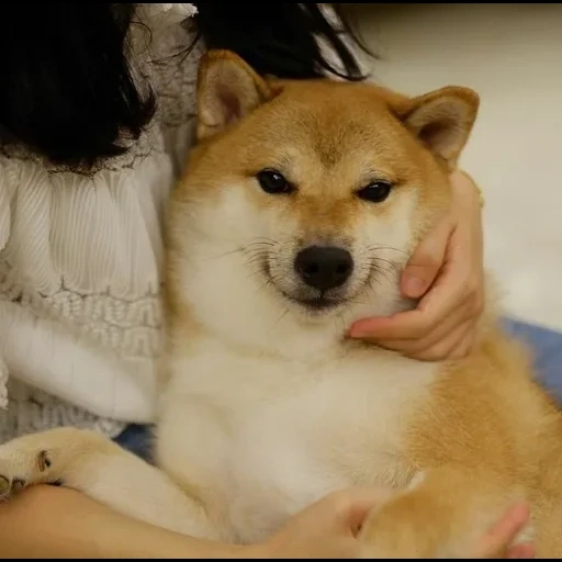shiba inu, akita puppy, akita dog, shiba's puppy, siba is a breed