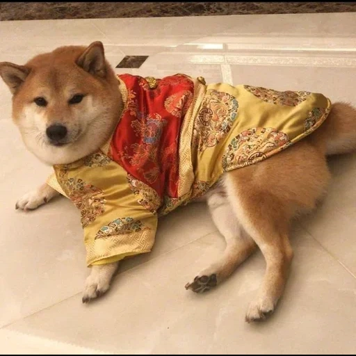cani da legna, shiba inu, cani akita, names for shiba inu, kimono doggy set