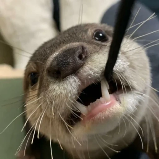 otter, selfie otter, cubs are bargaining, homemade otter, the animal is otter