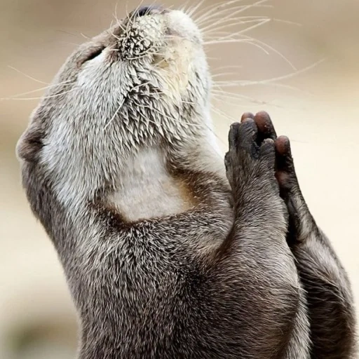 otter, the otter prays, the animal is otter, satisfied beast, funny animals