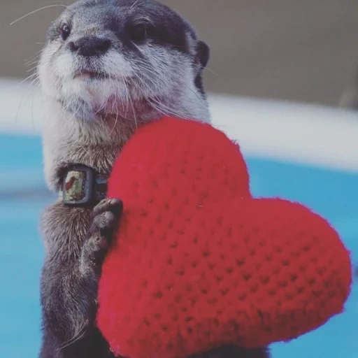 cats, otter, otter, otter sweetheart, l'amour de la loutre