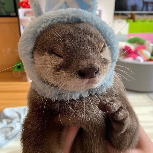 animals, the otter is cute, cubs are bargaining, cute animals, the animal is otter