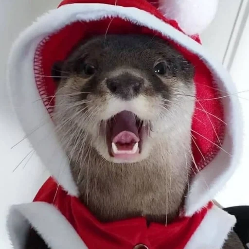 als, otter, otter, the animals are cute, otter santa's costume
