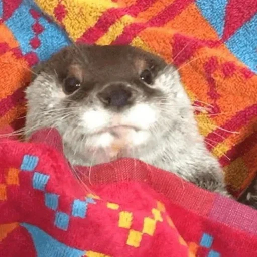otter, the otter is cute, otter is an animal, homemade otter, ireless otter