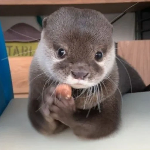 otter, toy otter, home otter, little otter, homemade is dear