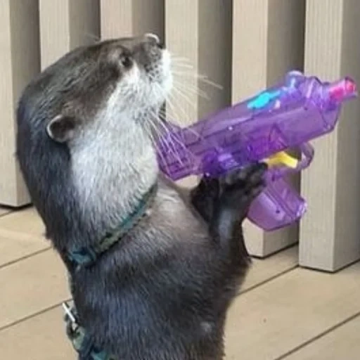 otter, guitar is a guitar, otter is an animal, the animals are funny, funny photos of animals