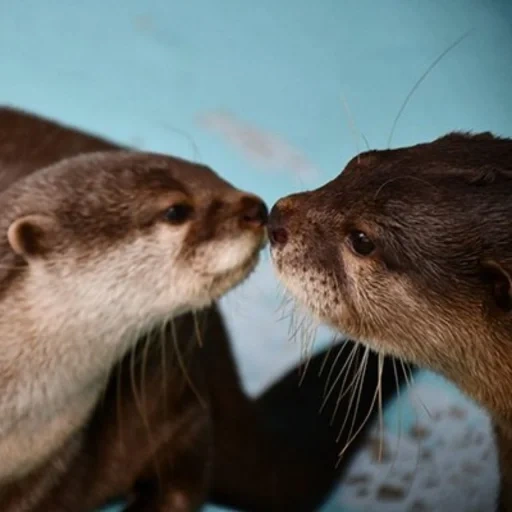 otter, otter, sea otter, deux loutres, river otter