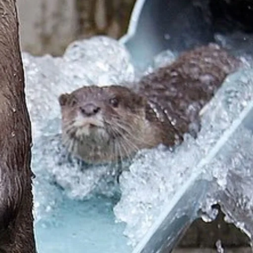 otter, loutre de rivière, otter animals, la loutre nage, little red book of river otter
