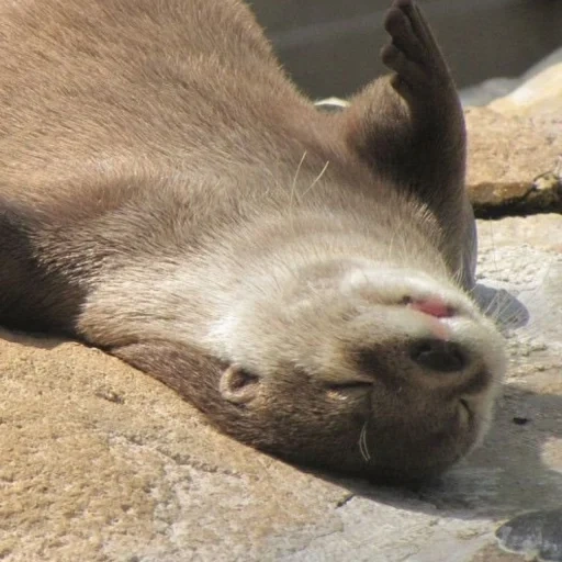 twitter, yaplakal, the otter is sleeping, boil public, thanks to the typo he invented the new animal animal