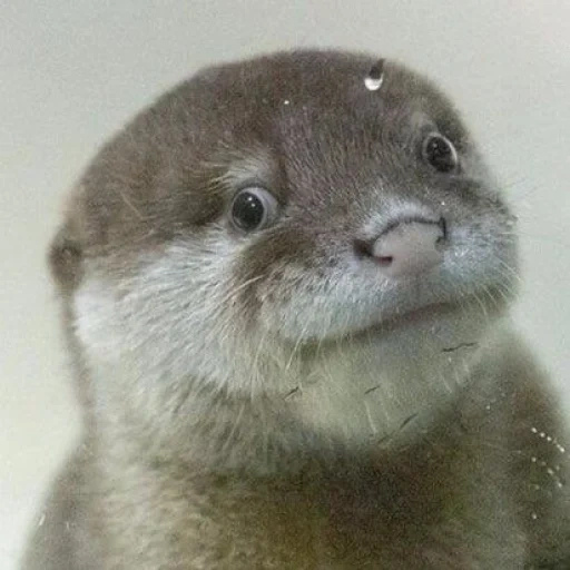 otter, raid the meme, the otter is cute, cubs are bargaining, the animal is otter