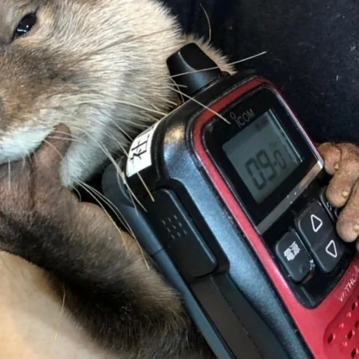 der kater, hamster, otter mit einem telefon, waldtiere, eichhörnchen haben das telefon gestohlen