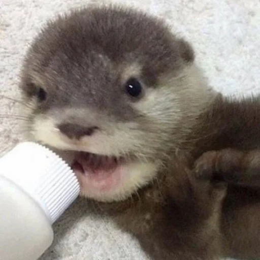 otter, otter kalan, cubs are bargaining, little otter, sea otter kalan