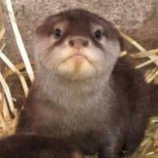 otter, cubs are bargaining, little otter, cumberbatch otter, benedict cumberbatch otter