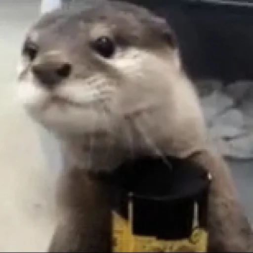 otter, the otter is cute, the animals are cute, the animal is otter, funny animals