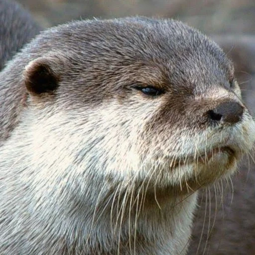 otter, river otter, extent mork, the otter is gray, eggy muzzle