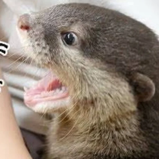 otter, otter dr, petits loutres, petite loutre, kotaro khan otter