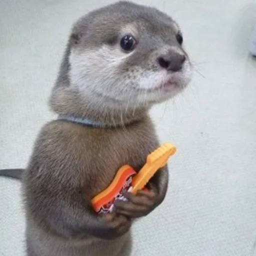 otter, rigs with a knife, the animals are cute, the animal is otter, little otter
