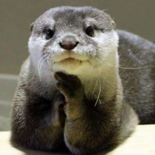 otter, two otters, the otter is cute, otter cub, otter is an animal
