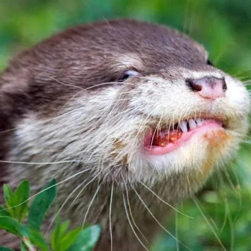 otter, evil is angry, the animal is otter, photos are otter, graham norton show