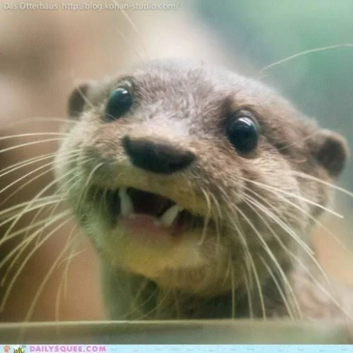 otter, aus der nase, cubs verhandeln, otter ist ein tier, der otter ist gewöhnlich