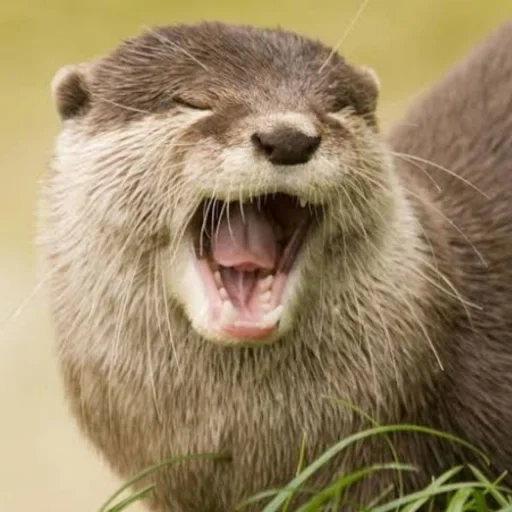 otter, zwei otter, fluss otter, riga einer frau, seeotter