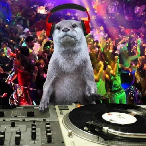 disco, otter, paul winn, otter is an animal, circus otters