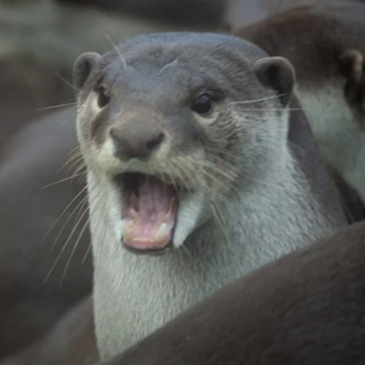 otter, otter mouth, otter animals, les animaux rient, loutre royale