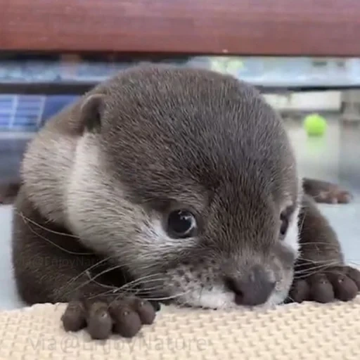 otter, la loutre à la maison, petite loutre, petite loutre, otter pet sweetheart