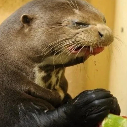otter, otter, raid the meme, the animal is otter, the otter eats watermelon