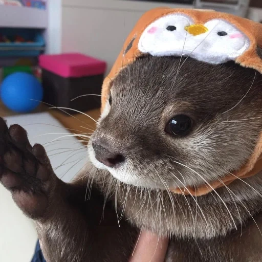 otter, mila otter, the otter is cute, lovely otter, the animal is otter