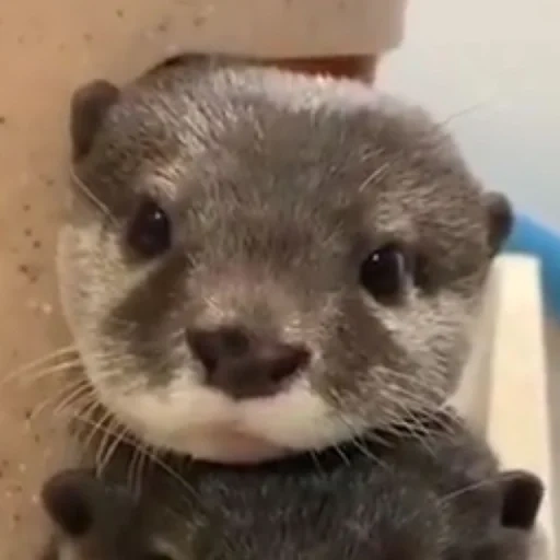 cubs are bargaining, the animals are cute, otter is an animal, little otter, homemade is dear