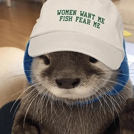 otter, animals, raid the cap, otter is an animal, the animals are funny