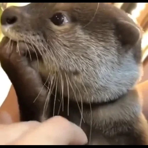 otter, two otters, cubs are bargaining, sea otter, home otter