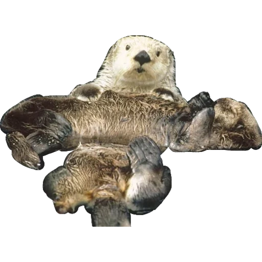 cat, animals, sea otter, sea otter, collecta figure otter 88053
