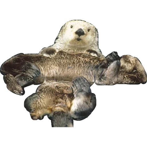 кот, животные, sea otter, морская выдра, фигурка collecta выдра 88053