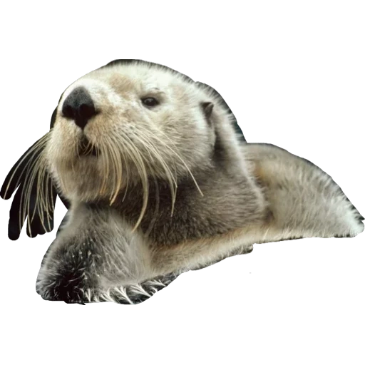 seal, the seal is sleeping, sea otter, satisfied seal, seal of a sea cat