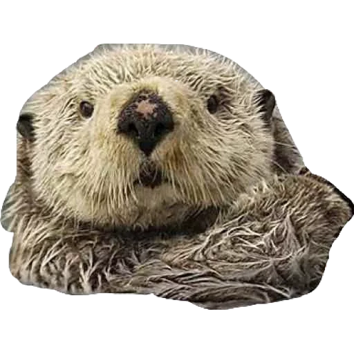 kalan, loutre, loutre de mer, loutre de mer, otter