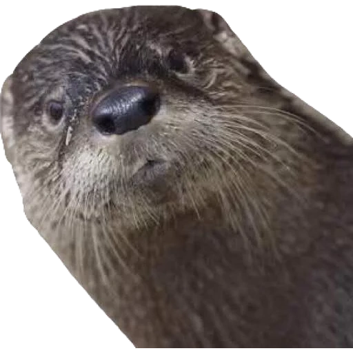 otter, river otter, river otter, sea otter, lontra felina underwater