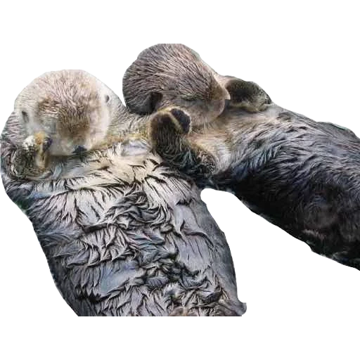 otter, sea otter, animal cubs, others hold on to the paws, sea owns hold on to the paws