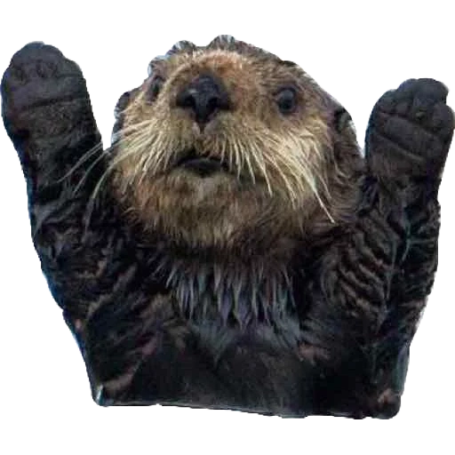otter, berang-berang, sea otter, river otter, berang-berang lucu