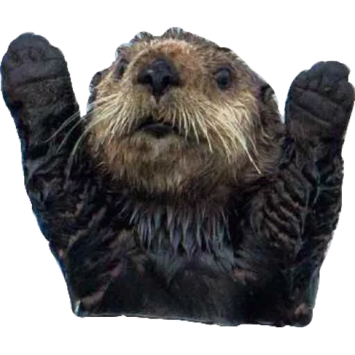 otter, выдра, sea otter, river otter, смешные бобры