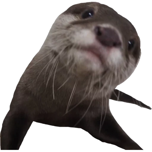 otter, the otter is small, river otter, ireless otter, seal to a white background