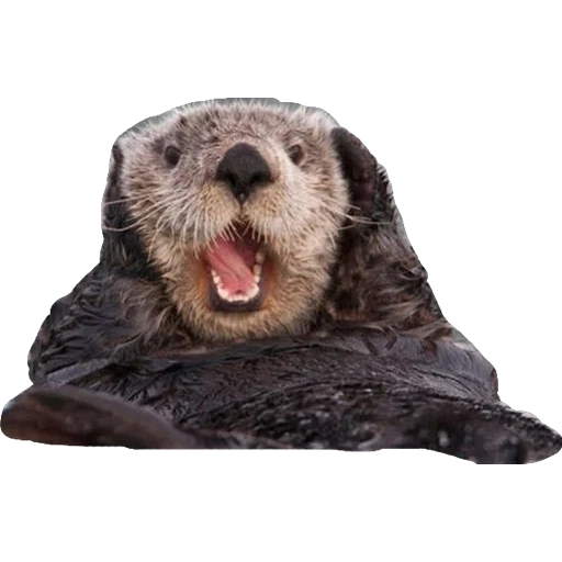 otter, морские выдры, calendar 2022, калан морская выдра, калан морская выдра суше