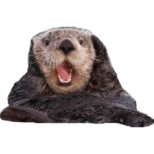 otter, le lontre di mare, calendar 2022, la lontra marina di kalan, la lontra marina di kalan