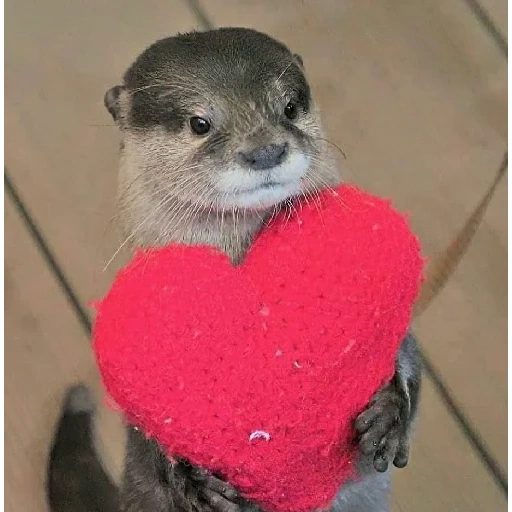 otter, the otter is cute, cute animals, homemade otter, egging a heart
